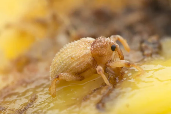 Sternochetus Mangiferae Infestant Chair Mangue Mûre — Photo