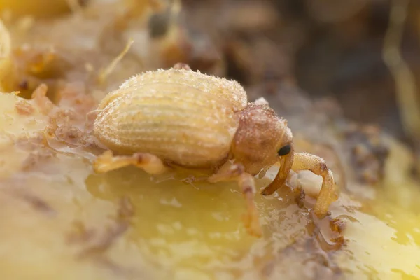 Sternochetus Mangiferae Befällt Das Reife Mangofleisch — Stockfoto