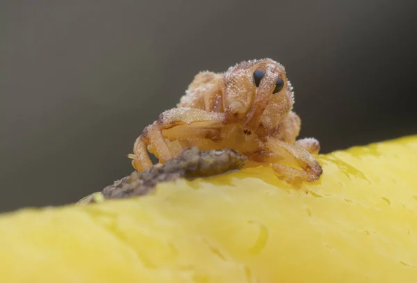 Sternochetus Mangiferae Infestando Carne Manga Madura — Fotografia de Stock