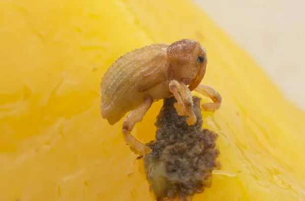 Sternochetus Mangiferae Befällt Das Reife Mangofleisch — Stockfoto