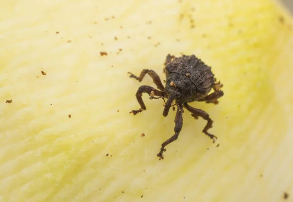 Sternochetus Mangiferae Infesta Carne Madura Mango — Foto de Stock