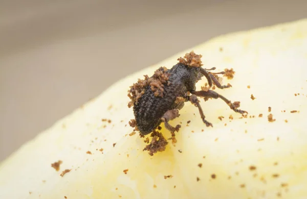 Sternochetus Mangiferae Infesting Ripe Mango Flesh — Stock Photo, Image