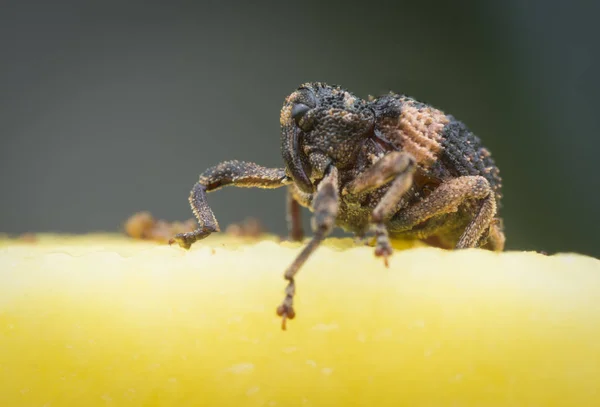 Sternochetus Mangiferae Angriper Det Mogna Mangoköttet — Stockfoto