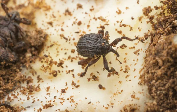 Sternochetus Mangiferae Olgun Mango Etini Istila Ediyor — Stok fotoğraf