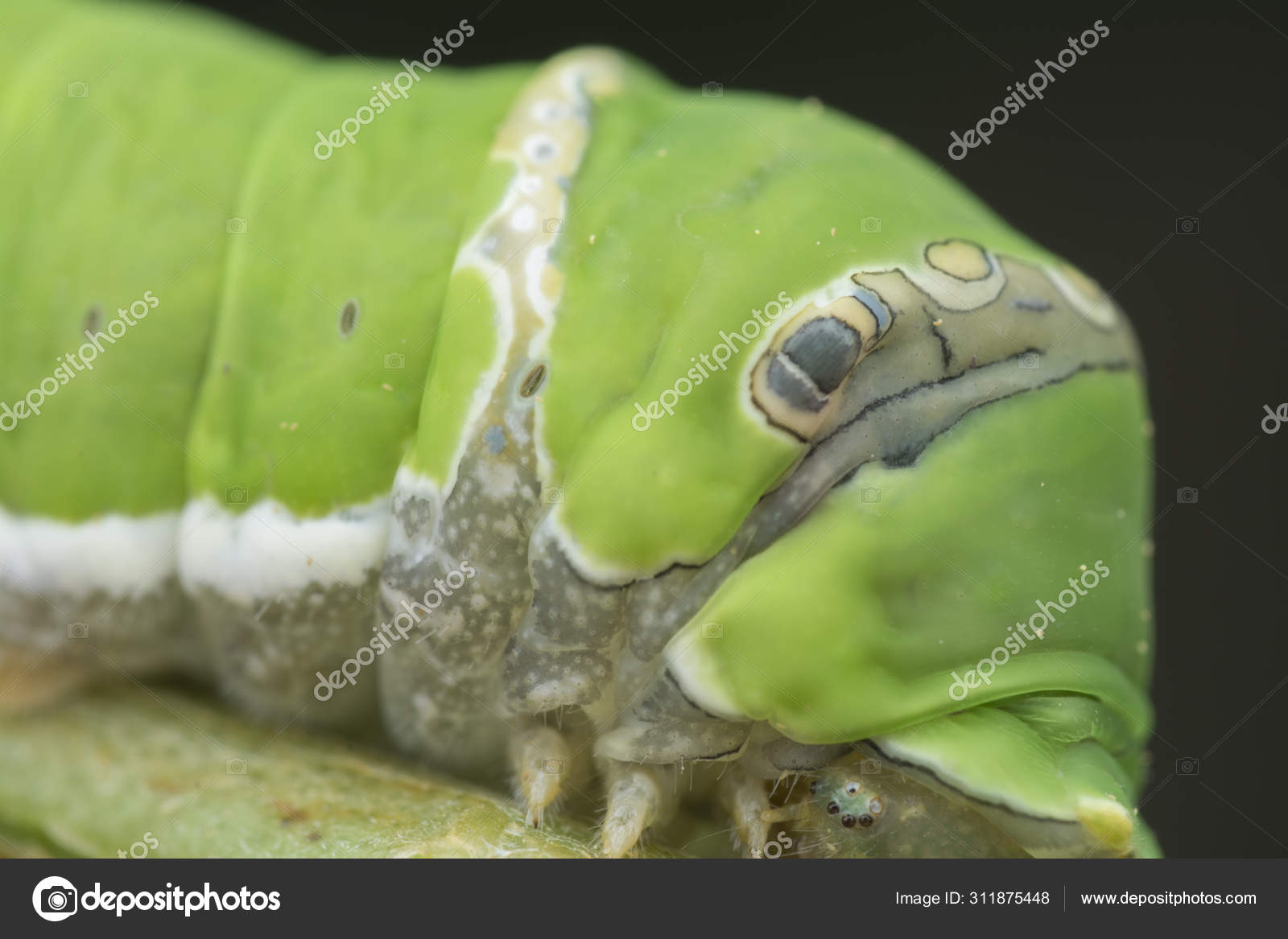 Lemon Tree Papilio Polytes Caterpillar Stock Photo by ©sweemingyoung