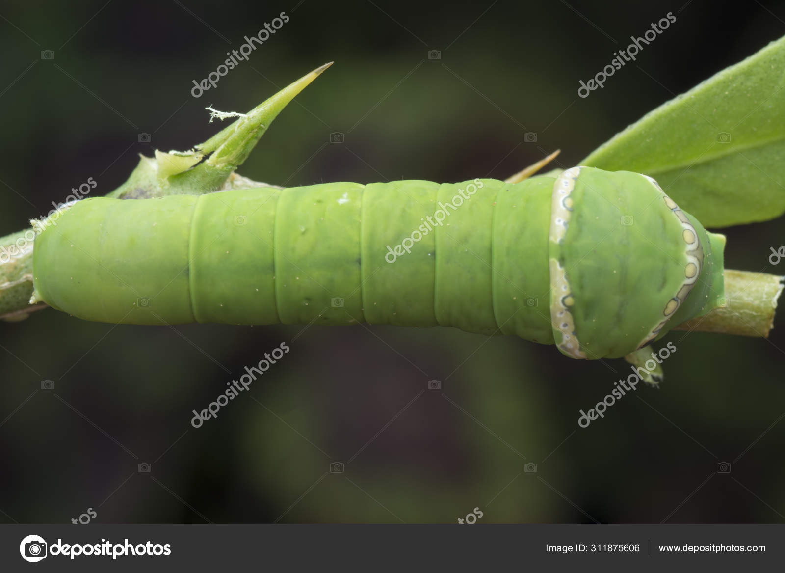 Lemon Tree Papilio Polytes Caterpillar Stock Photo by ©sweemingyoung