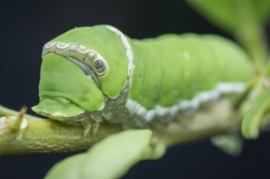 limon ağacı papilio polit tırtıl
