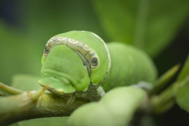 limon ağacı papilio polit tırtıl
