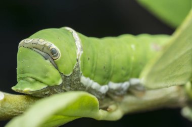 limon ağacı papilio polit tırtıl