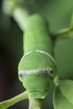 limon ağacı papilio polit tırtıl