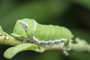 limon ağacı papilio polit tırtıl