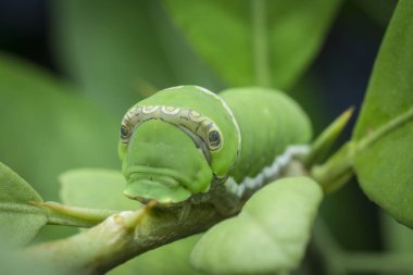 limon ağacı papilio polit tırtıl