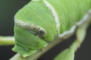 limon ağacı papilio polit tırtıl