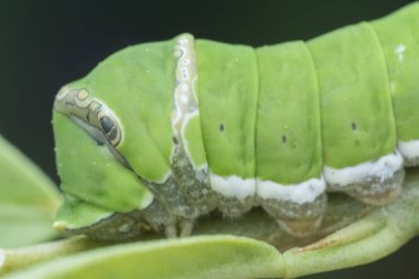 limon ağacı papilio polit tırtıl