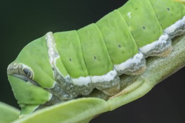 limon ağacı papilio polit tırtıl