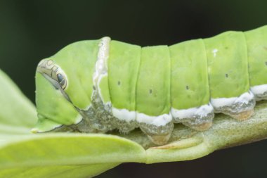 limon ağacı papilio polit tırtıl