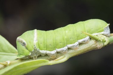 limon ağacı papilio polit tırtıl