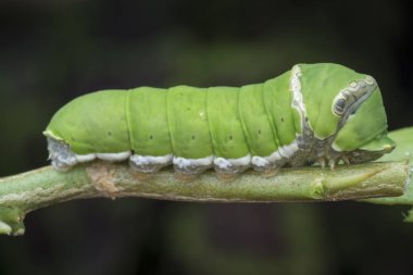 limon ağacı papilio polit tırtıl