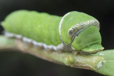 limon ağacı papilio polit tırtıl