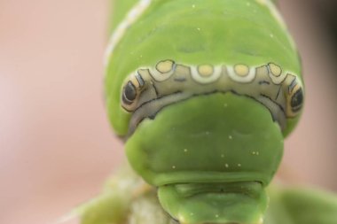 limon ağacı papilio polit tırtıl