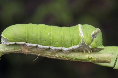 limon ağacı papilio polit tırtıl