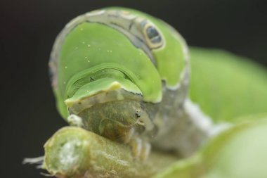 limon ağacı papilio polit tırtıl