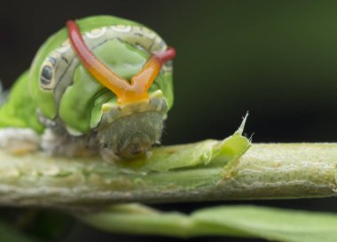 limon ağacı papilio polit tırtıl
