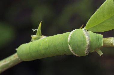 limon ağacı papilio polit tırtıl
