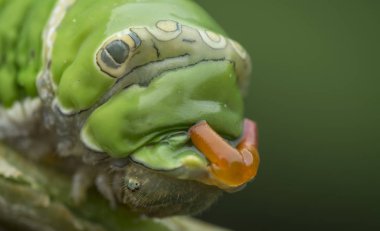 limon ağacı papilio polit tırtıl