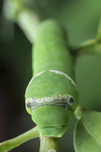 Limonero Papilio Polytes Oruga — Foto de Stock