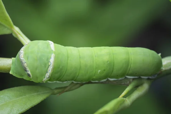 Citron Träd Papilio Polytes Larv — Stockfoto