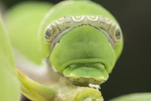 Lemon Tree Papilio Polytes Caterpillar — Stock fotografie