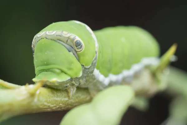 Zitronenbaum Papilio Polytes Raupe — Stockfoto