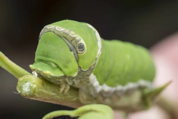 Zitronenbaum Papilio Polytes Raupe — Stockfoto