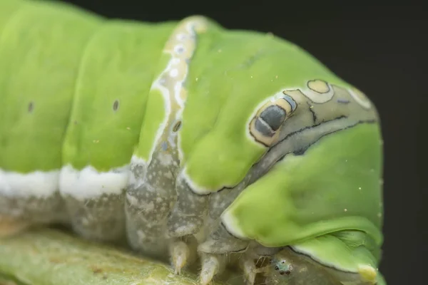 Limonero Papilio Polytes Oruga — Foto de Stock