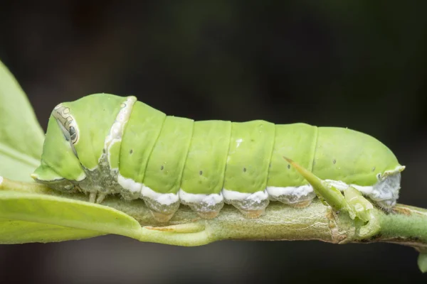 Citromfa Papilio Polytes Hernyó — Stock Fotó