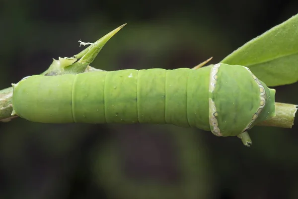 Lemon Tree Papilio Polytes Caterpillar — Stock Photo, Image