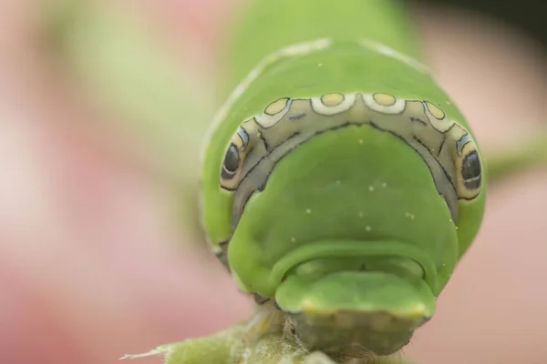 レモンの木のパピリオポリテスの毛虫 — ストック写真