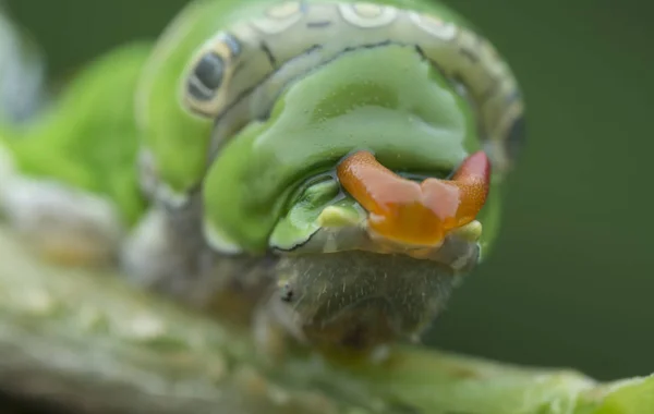 レモンの木のパピリオポリテスの毛虫 — ストック写真