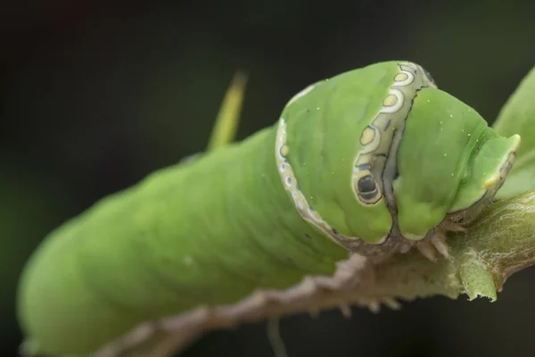 Limonero Papilio Polytes Oruga —  Fotos de Stock