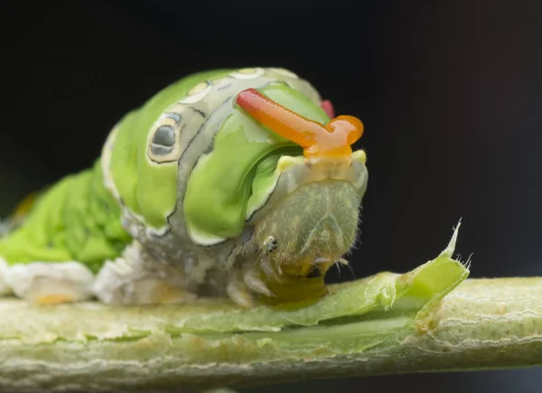 Limonero Papilio Polytes Oruga — Foto de Stock