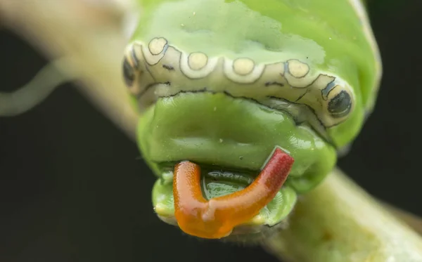 Limoeiro Papilio Polytes Lagarta — Fotografia de Stock