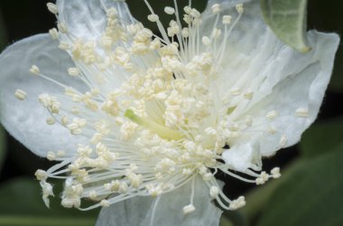 Guave genç meyve çiçeğiyle yakın plan.