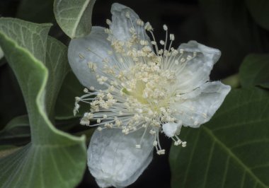 Guave genç meyve çiçeğiyle yakın plan.