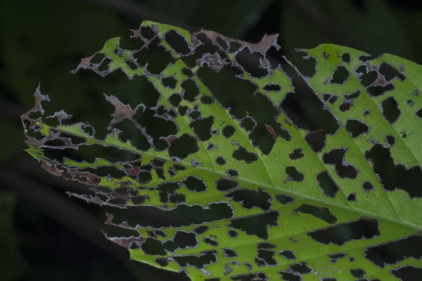 Closeup Unhealthy Leaves — Stock Photo, Image