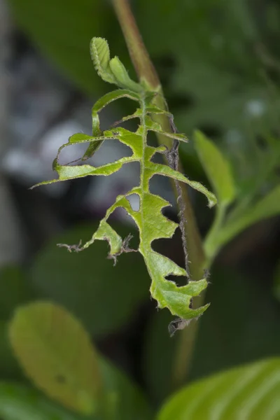 Närbild Med Ohälsosamma Blad — Stockfoto