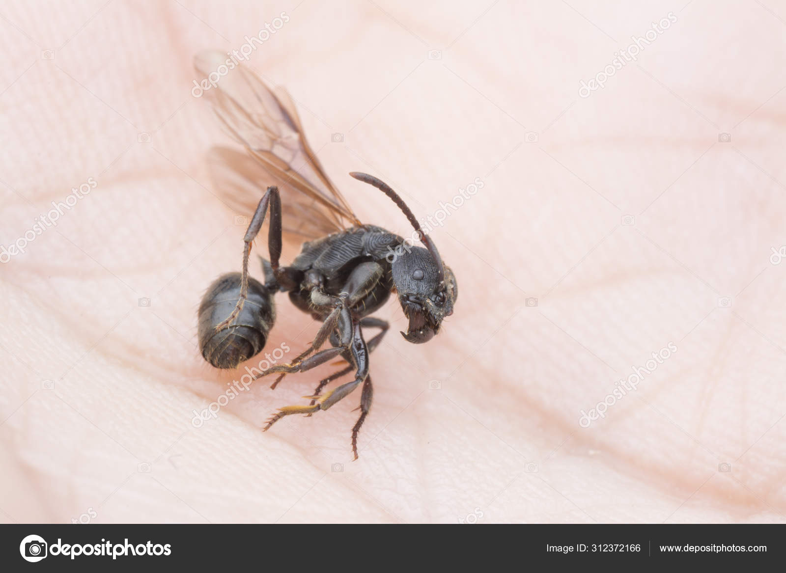 长有翅膀的黑色多犀牛蚂蚁——图库图片© sweemingyoung #312372166