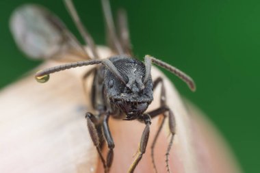 kanatlı siyah polirhachis karınca
