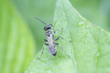 Yeşil yapraklı örümcek arısı