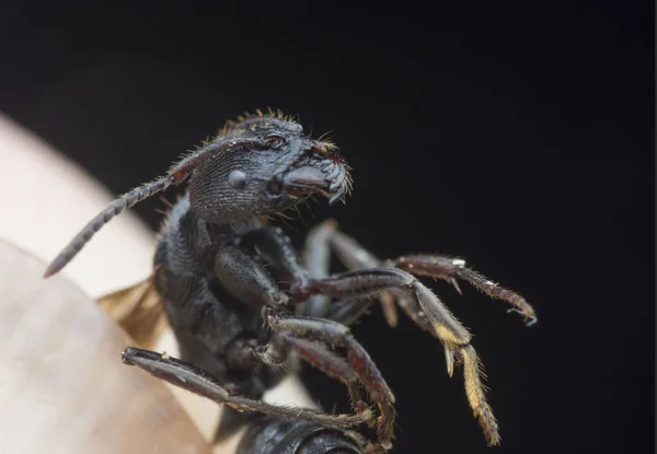 Hormiga Polyrhachis Negro Con Ala —  Fotos de Stock